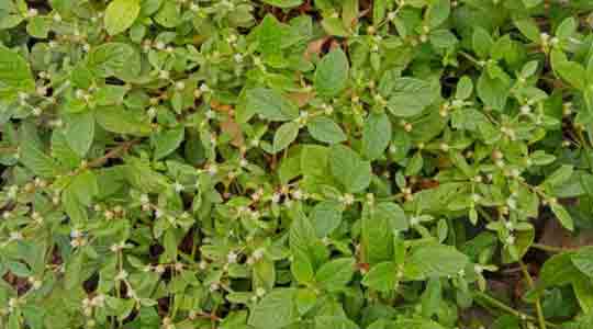 Alternanthera Sessilis Leaves Powder