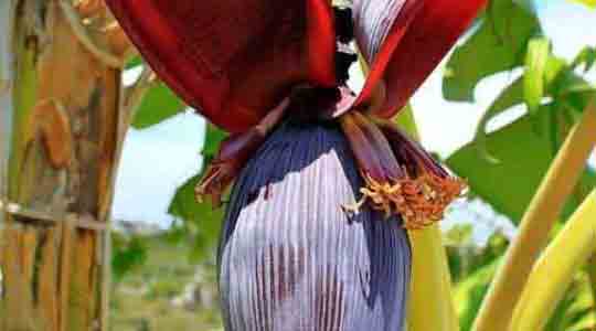 Banana Flower