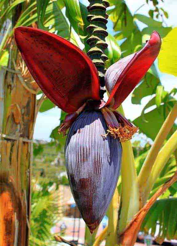 Banana Flower