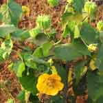 Abutilon Indicum Whole Plant Powder | Kanghi | Athibala