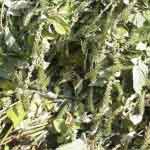 Achyranthes Aspera Whole Plant Powder | Apamarg Whole Plant Powder | अपामार्ग