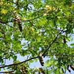 Albizia Lebbeck Bark Powder | Sirisha | Bilwara