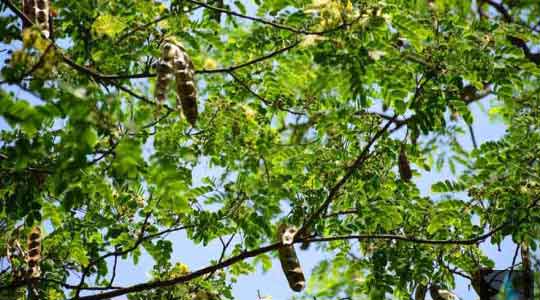Albizia Lebbeck (Bilvara / White Shirisha) Bark Powder
