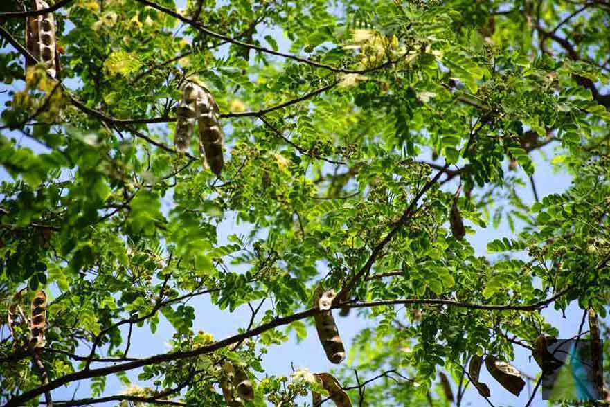 Albizia Lebbeck (Bilvara / White Shirisha) Bark Powder