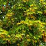 Albizia Lebbeck Leaves Powder | Sirisha | Bilwara
