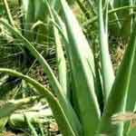 Aloevera Leaves Powder | Aloe Barbadensis Miller | Aloevera Powder