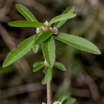 Alternanthera Sessilis Leaves Powder | Sessile Joyweed | Matsyakshi