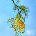 Cassia Fistula Flowers Powder | Amaltas Flowers Powder | Cassia Fistula Flower Powder | Amaltas Flower Powder | Golden Shower Flower Powder