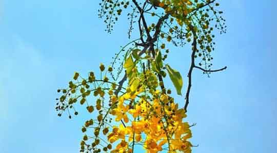 Cassia Fistula Flowers Powder | Amaltas Flowers Powder