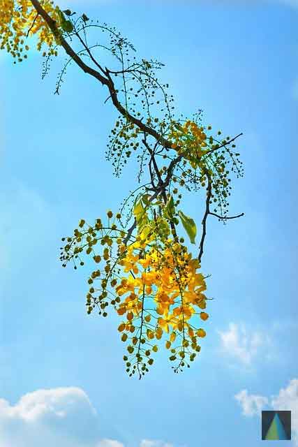 Cassia Fistula Flowers Powder | Amaltas Flowers Powder