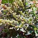 Amaranthus Spinous Whole Plant Powder | Tanduliyaka | Thorney Amaranthus