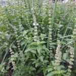 American Basil Whole Plant Powder | Gambhira Kshudraparna | Nai Thulasi | Kukka Thulasi