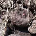 Amorphophallus Campanulatus Blume Fruit Powder | Suvarna Gadde | Elephant foot Yam | Soorana | Jameenkand