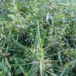 Asteracantha Longifolia Root Powder | Kokilaksha Root | Iksura Root