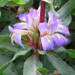 Asteracantha Longifolia Whole Plant Powder | Kokilaksha | Iksura