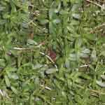 Bacopa Monniera Whole Plant Powder | Jala Brahmi | Nirabrahmi