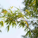 Bamboo Leaves Powder | Bambusa Bambos Leaves Powder