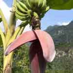 Banana Flower Powder | Banana Blossom Powder | Vazhaipoo Powder | Valaipoo Powder