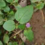 Boerhavia Diffusa Whole Plant Powder | Punarnava | Gadahpurna