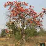 Butea Monosperma Bark Powder | Palāśa | Parna | Palasa