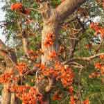 Butea Monosperma Flowers Powder | Palāśa | Parna | Palasa