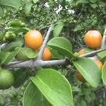 Canthium Parviflorum Tender Shoots Powder | kaarai Leaves Powder | Gangeruki | Kirma | Kadbar