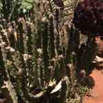 Caralluma Fimbriata Whole Plant Powder | Yugmaphallottatna | Kallimudayan | Karallamu | Shindala Makadi