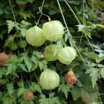 Cardiospermum Halicacabum Tender Leaves Powder | Karnasphota | Balloon Vine | kanphuta