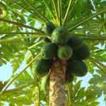 Carica Papaya Leaves Powder | Eranda karkati | Papaya Leaves Powder | ಪಪ್ಪಾಯಿ ಎಲೆ