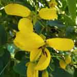 Cassia Auriculata Leaves Powder | Thangadi Leaves Powder | Avartaki | Tarwar | Senna Auriculata