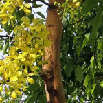 Cassia Fistula Bark Powder | Amaltas Bark Powder | Konna | Kakkikayi