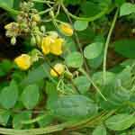 Cassia Occidentalis Leaves Powder | Kasamarda | Arimarda
