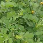 Cassia Tora Leaves Powder | Tagache Leaves Powder | Chakramarda | Avartaka