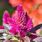 Celosia Argentea Leaves Powder | Anne | Mayurasikha | Rudrajata