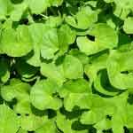 Centella Asiatica Leaves Powder | Mandukaparni | Brahmi