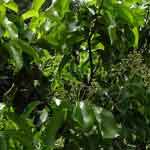 Cinnamomum Tamala Leaves Powder | Tamalpatra | Bay Leaf