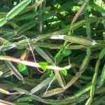 Cissus Quadrangularis Plant Powder | Hadjod | Asthisamharaka