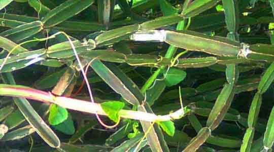 Cissus Quadrangularis | Asthisamharaka Plant Powder