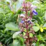 Clerodendron Serratum Aerial Parts Powder | Bharangi Aerial Part Powder | Kharasakha | Cheruthekk