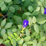 Clitoria Ternatea Whole Plant Powder | Aparajita | Adrikarni | Girikarnika