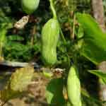 Coccinia Grandis Aerial Part Powder | Bimbika | Thonde | Kovai