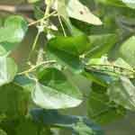 Cocculus Hirsutus Whole Plant Powder | Broom Creeper | Patalagarudi | Jaljamni | Dagadi Balli Powder | Dagadi