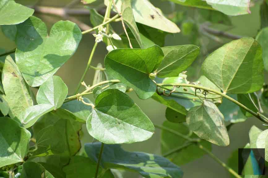 Cocculus Hirsutus