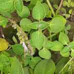 Coleus Amboinicus Leaves Powder | Doddapatre | Ajwain | Sugandhavalakam | Karpuravalli | Pathurchur