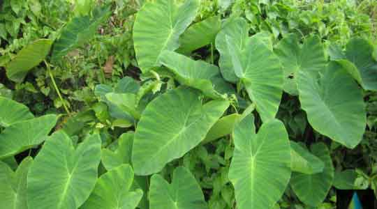 Colocasia Esculenta Leaves Powder