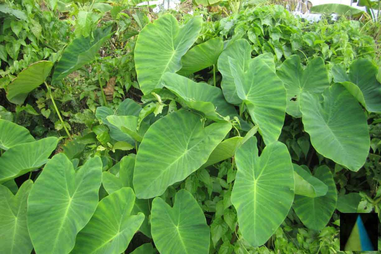 Colocasia Esculenta Leaves Powder