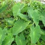 Colocasia Esculenta Stem Powder | Taro | Kesavu