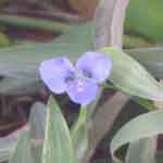 Commelina Benghalensis Leaves Powder | Kanne | Kanchata
