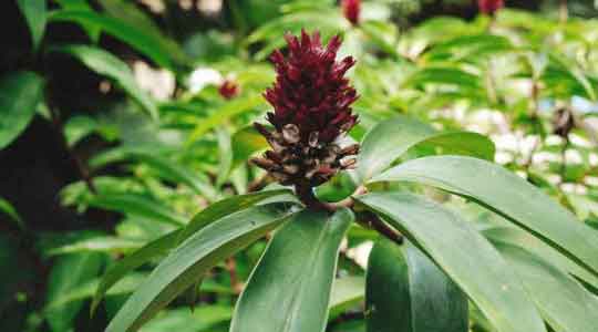 Costus Igneus Leaves Powder | Insulin Plant Powder | Asana | Bandhukapushpa
