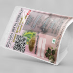 Costus Igneus Leaves Powder | Insulin Plant Powder | Asana | Bandhukapushpa